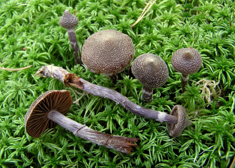 Cortinarius flexipes var. flexipes